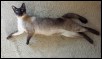 2016 Kokab (Gizmo) on First Birthday